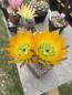 Preview: Echinocereus ctenoides